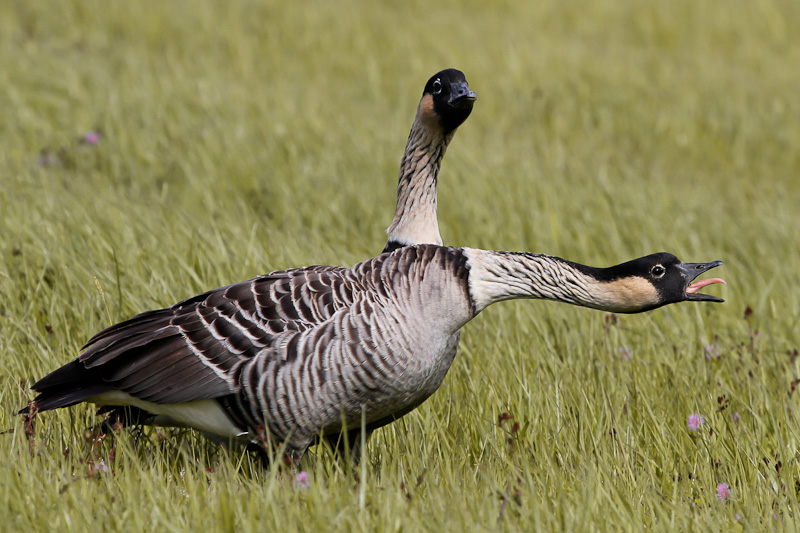 Nene Goose