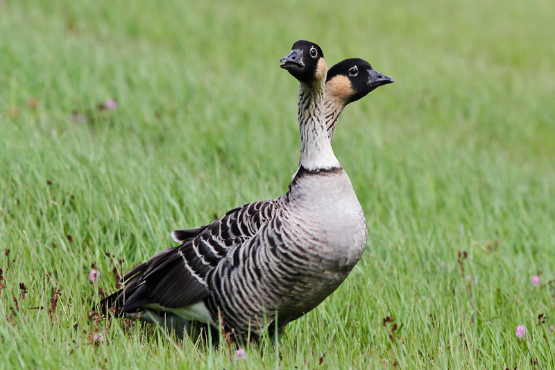 Nene Goose