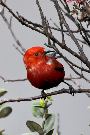 Apapane Honeycreeper