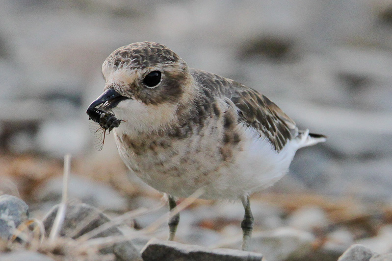 Banded Dotterel