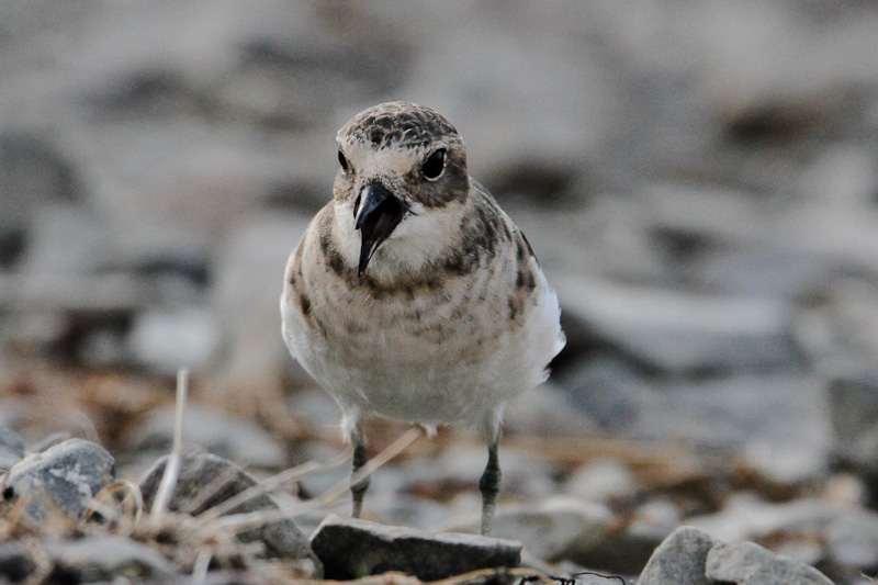 Banded Dotterel