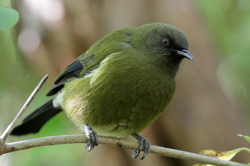 New Zealand Bellbird