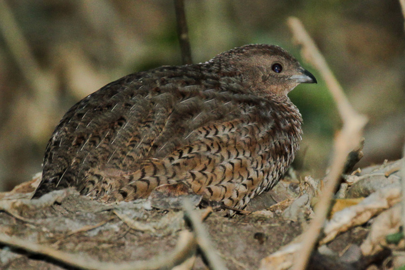 Brown Quail