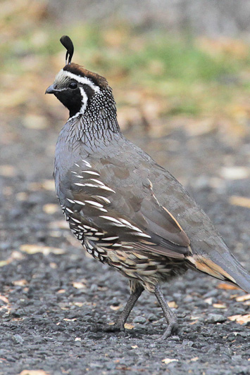 California Quail