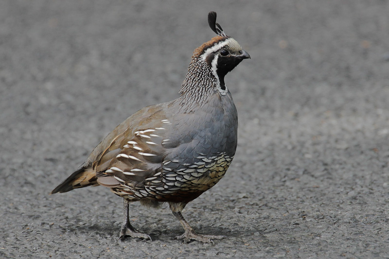California Quail