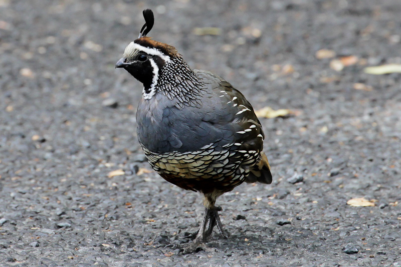 California Quail