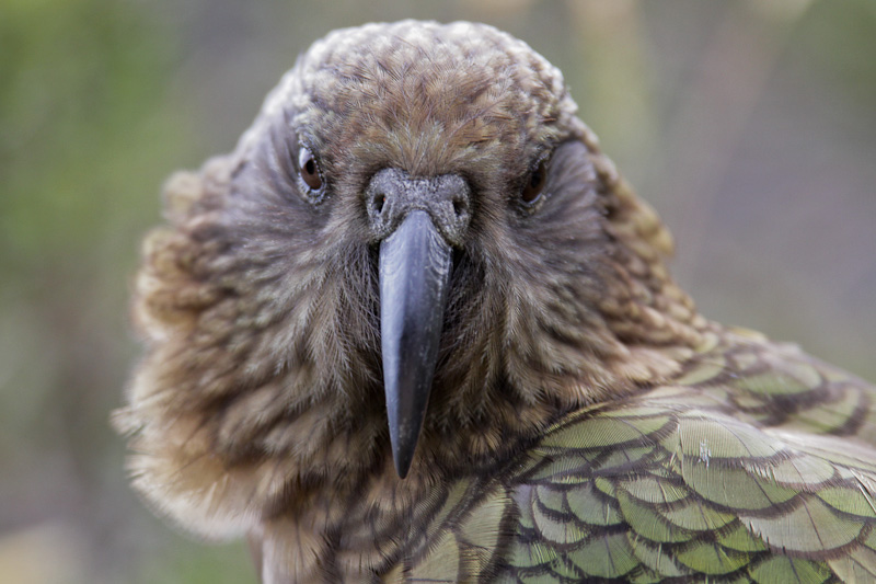 Kea