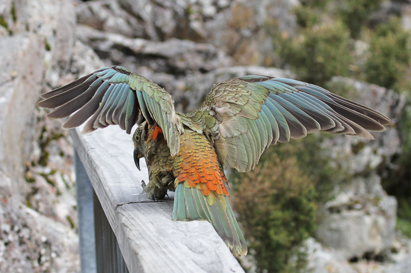 Kea