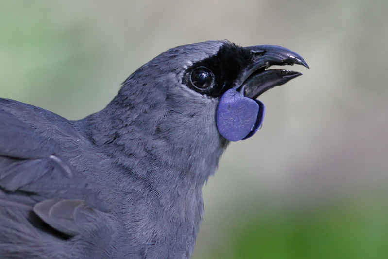 Kokako