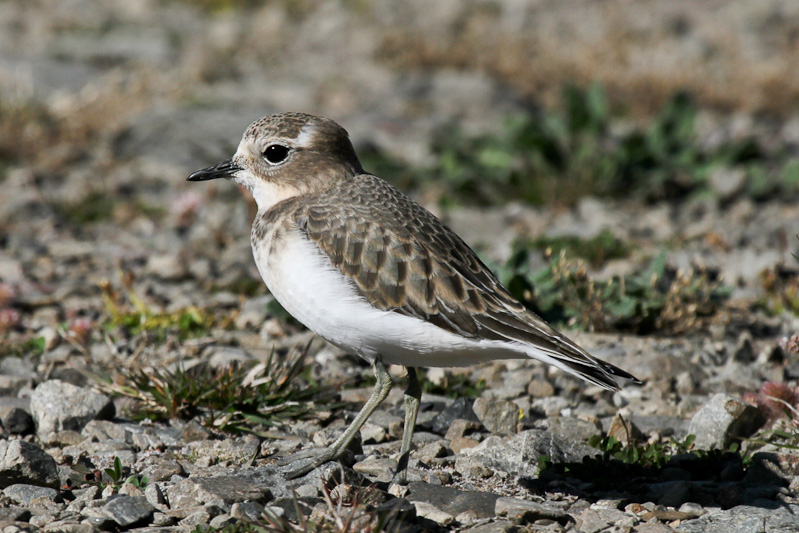 Banded Dotterel