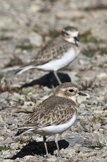 Banded Dotterel