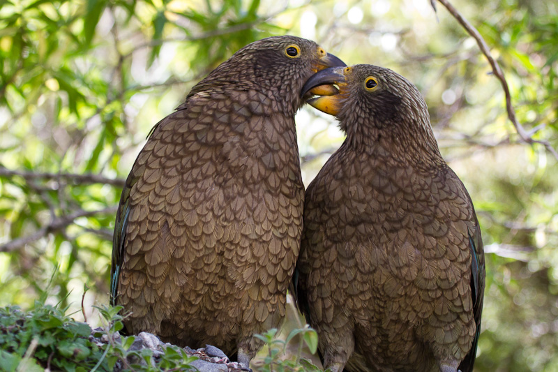 Kea