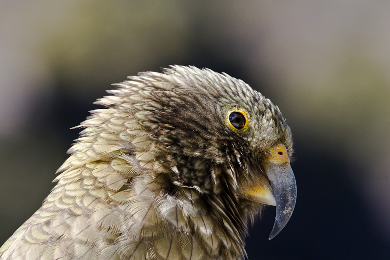 Kea