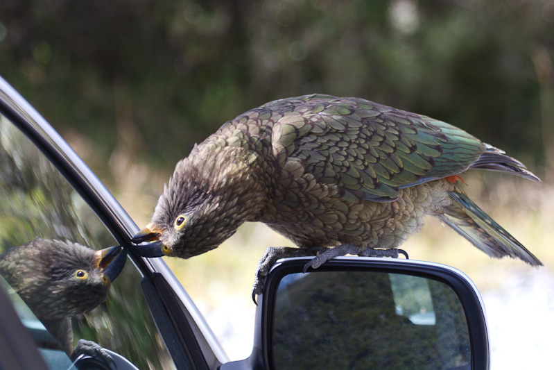 Kea