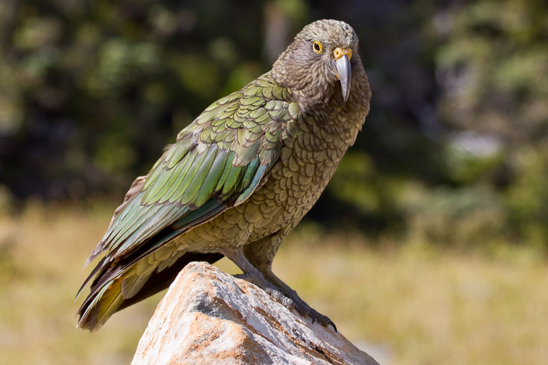 Kea