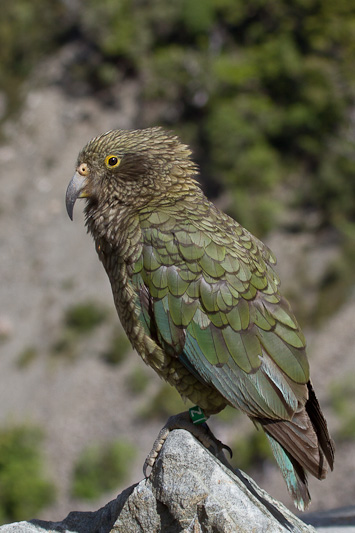 Kea