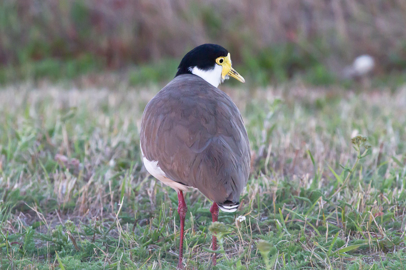 Masked Lapwing