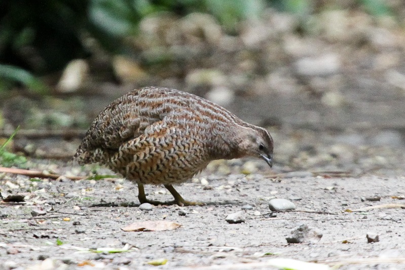 Brown Quail