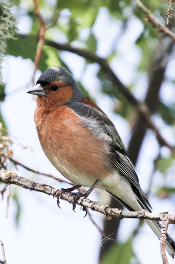 Chaffinch 