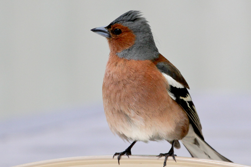 Chaffinch