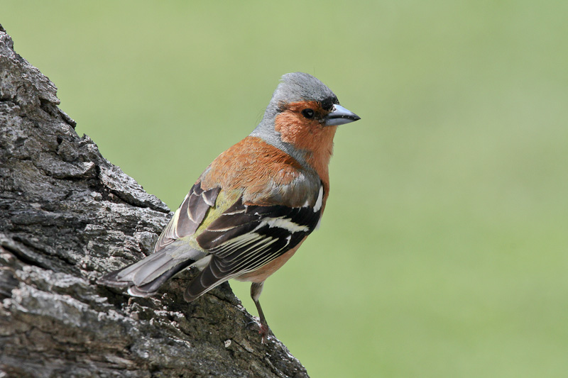 Chaffinch