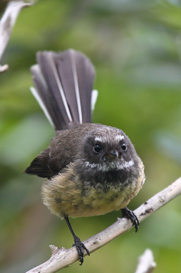 New Zealand Fantail