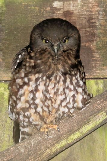 Morepork (Ruru)