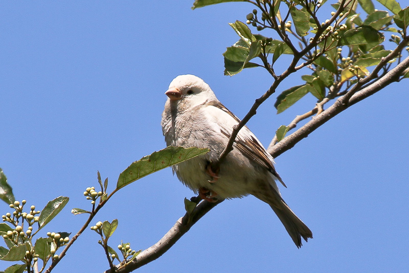House Sparrow