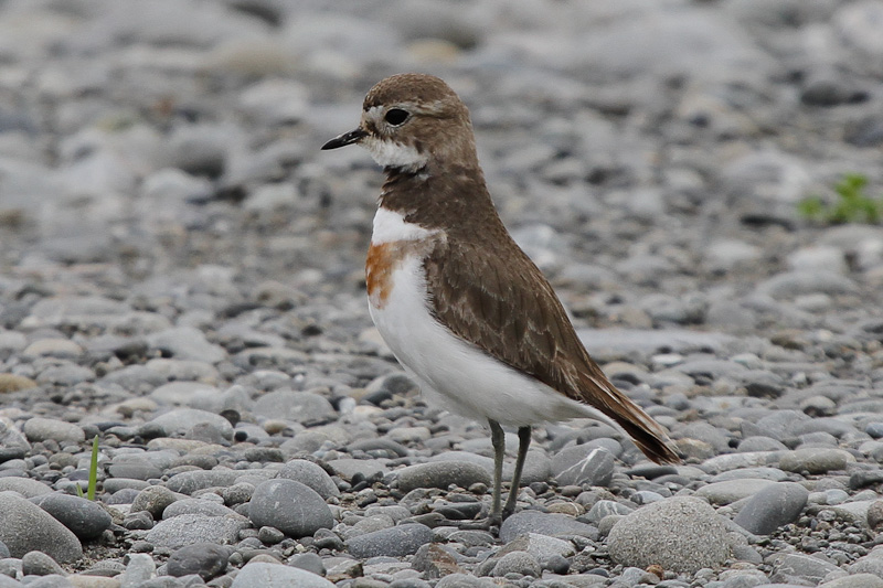 Banded Dotterel