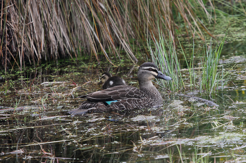 Grey Duck