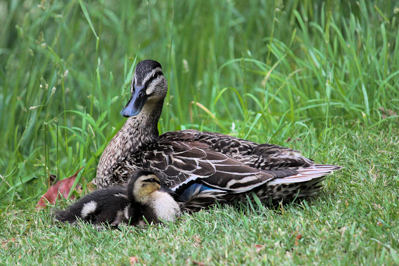 Mallard Duck