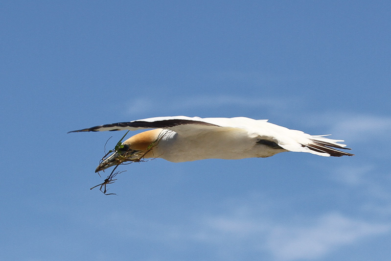 Australasian Gannet