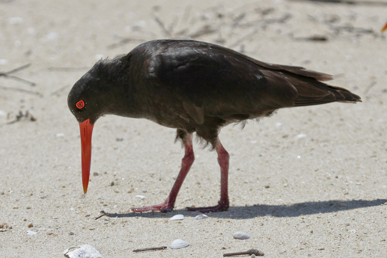 Variable Oystercatcher