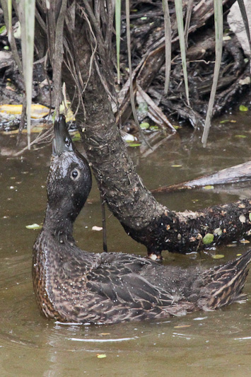 New Zealand Brown Teal