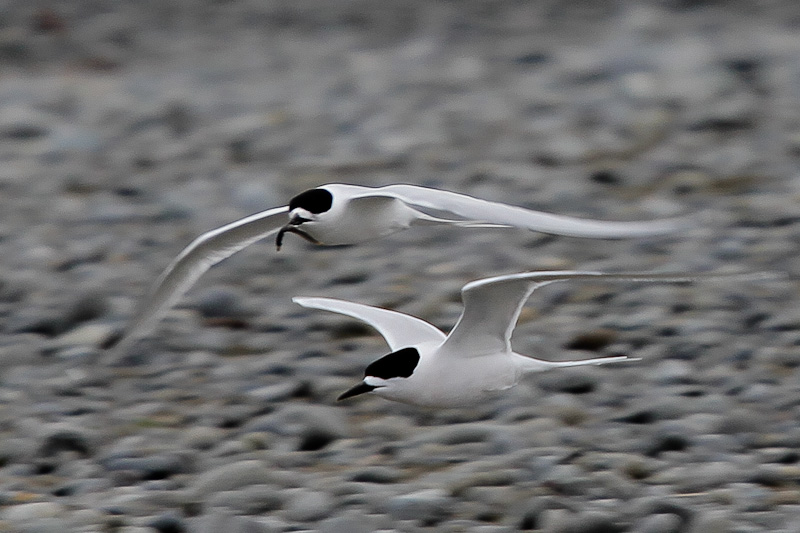 White-Fronted Tern