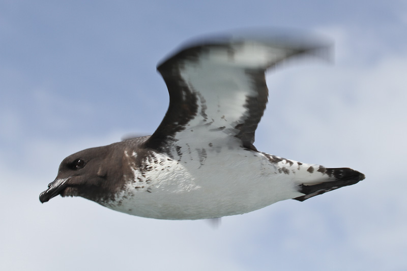 Cape Pigeon