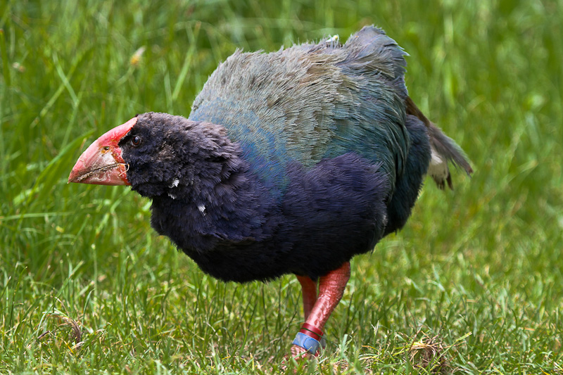 Takahe