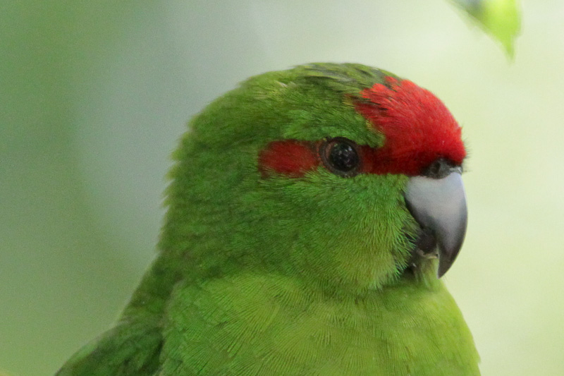 Red-crowned Parakeet