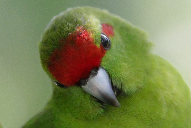 Red-crowned Parakeet