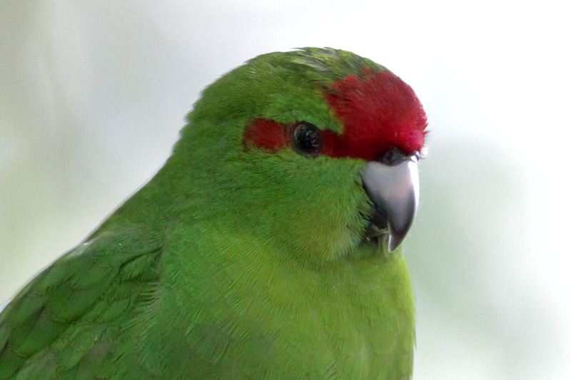 Red-crowned Parakeet