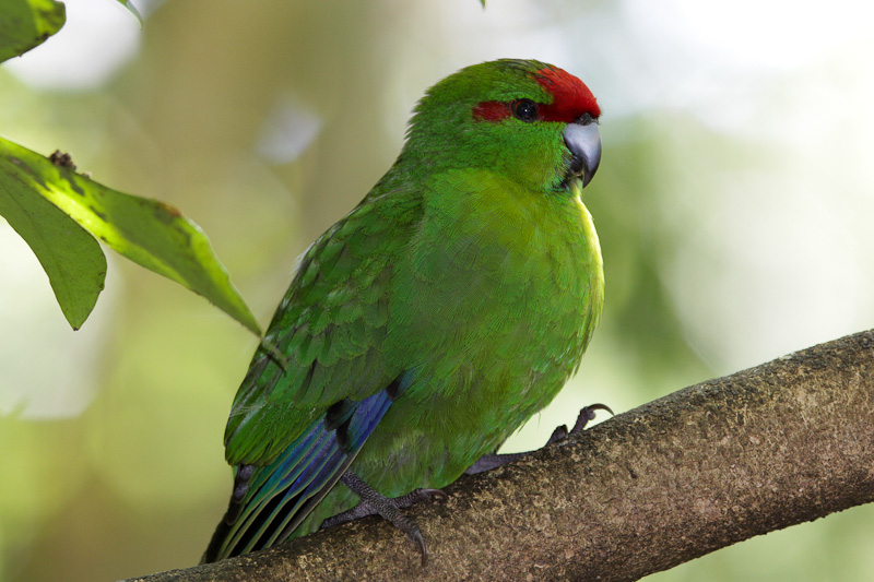 Red-crowned Parakeet