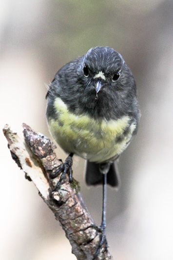 South Island Robin
