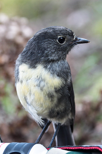 South Island Robin