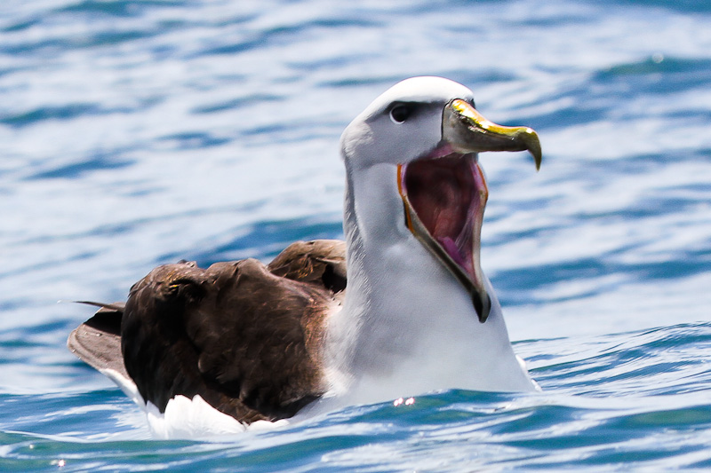 Salvin's (Mollymawk) Albatross