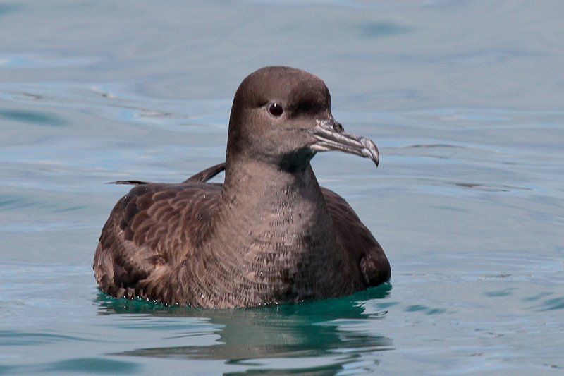 Short-tailed Shearwater