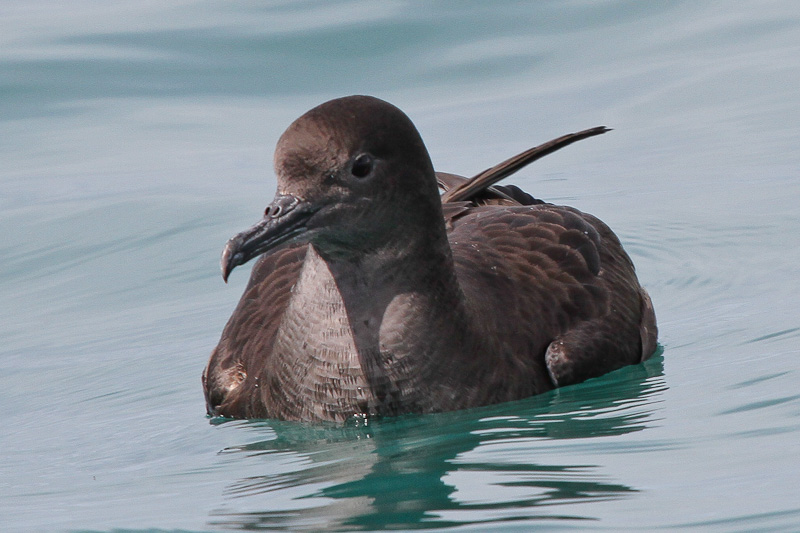 Short-tailed Shearwater