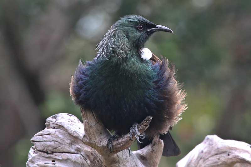 Tui