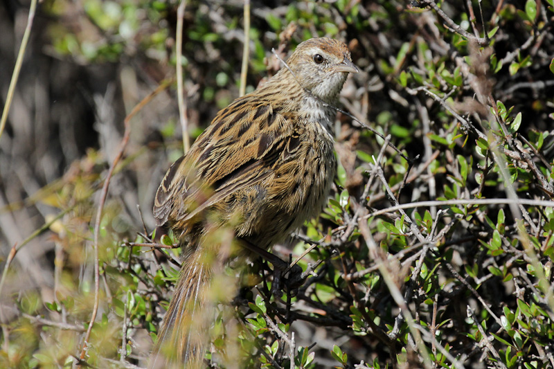 New Zealand Fernbird