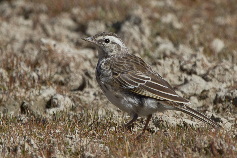 Australasian Pipit