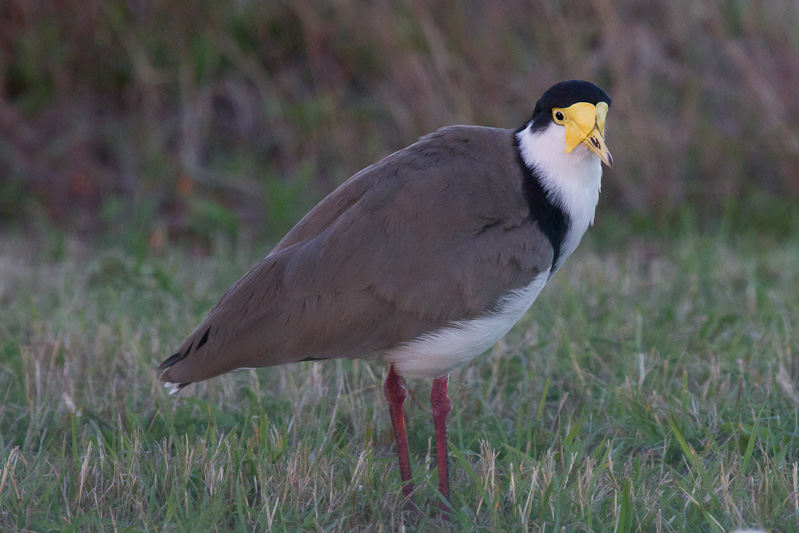 Masked Lap-winged Plover